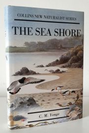 The Sea Shore